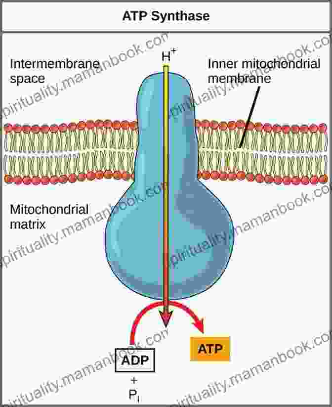 A Detailed Representation Of ATP Synthase, A Molecular Machine Responsible For Cellular Energy Production Life S Ratchet: How Molecular Machines Extract Order From Chaos