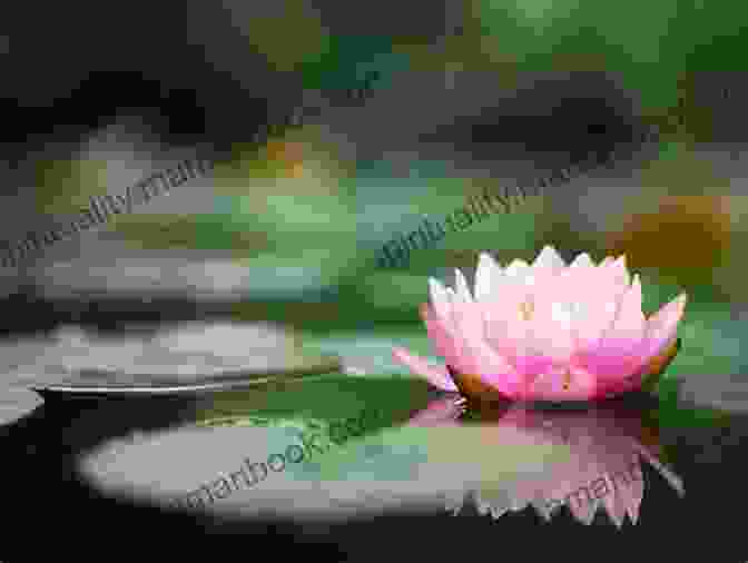 A Lotus Flower Blooming Amidst Murky Water, Symbolizing The Triumph Over Suffering My Unforked Path With Faith Flowers And The Moon: An Anthology Of Buddhist Poems On Living Life To The Fullest