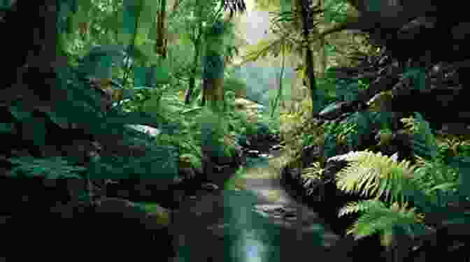 A Lush Rainforest Ecosystem Teeming With Life. Poems For A Greener Earth