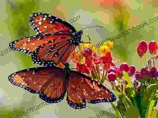 A Pair Of Butterflies Fluttering Around A Flower In A Field Love Haiku: Poems To Love And Nature