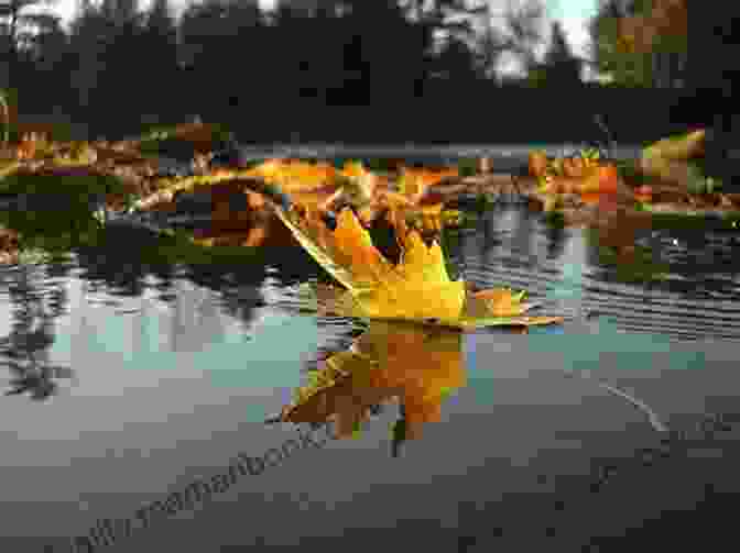 A Single Leaf Floating Down From A Tree Love Haiku: Poems To Love And Nature