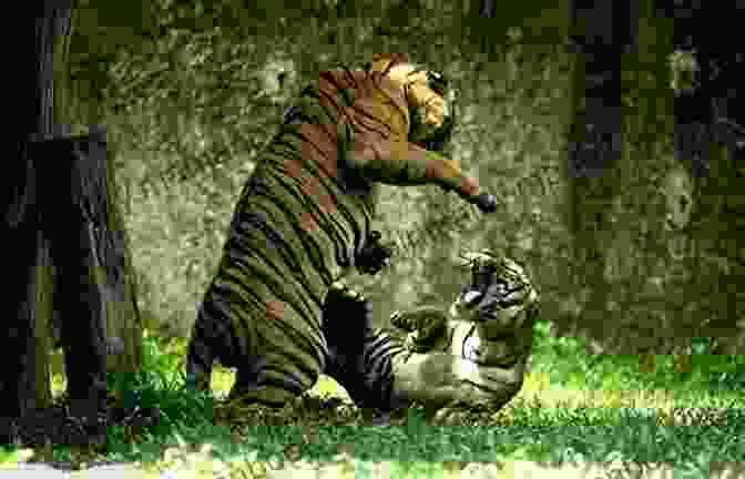 A Soldier Bravely Fighting Off An Attacking Tiger Tiger Attack At Moulmein (Flying Tigers 8)