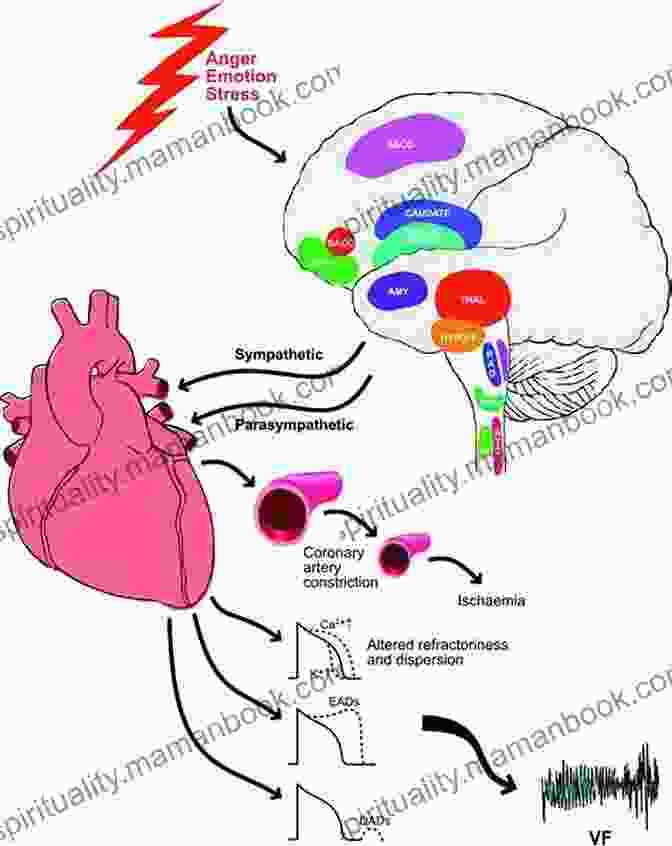 Diagram Illustrating The Physiological Connections Between The Heart And The Brain. The Fabric Of A Heart
